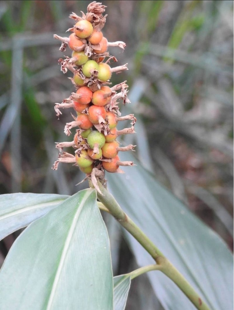 Alpinia stachyodes photo 5