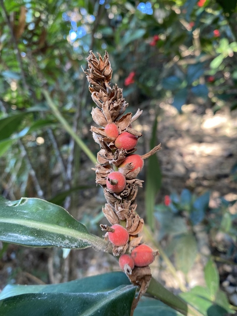Alpinia stachyodes photo 6