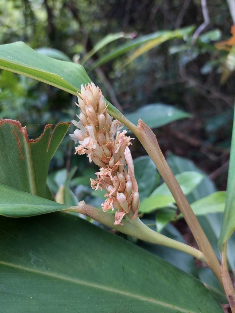 Alpinia stachyodes photo 7