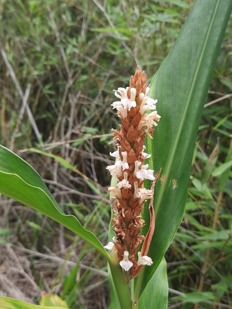 Alpinia stachyodes photo 8