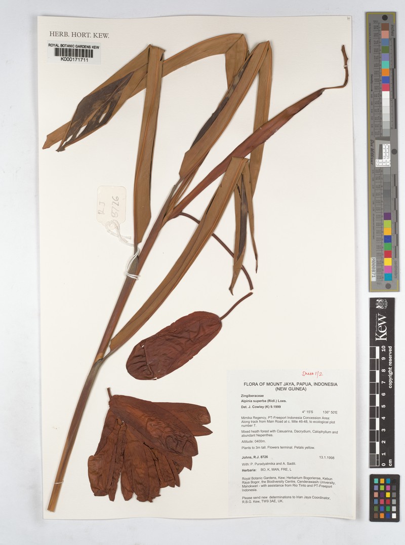 Alpinia superba photo 2