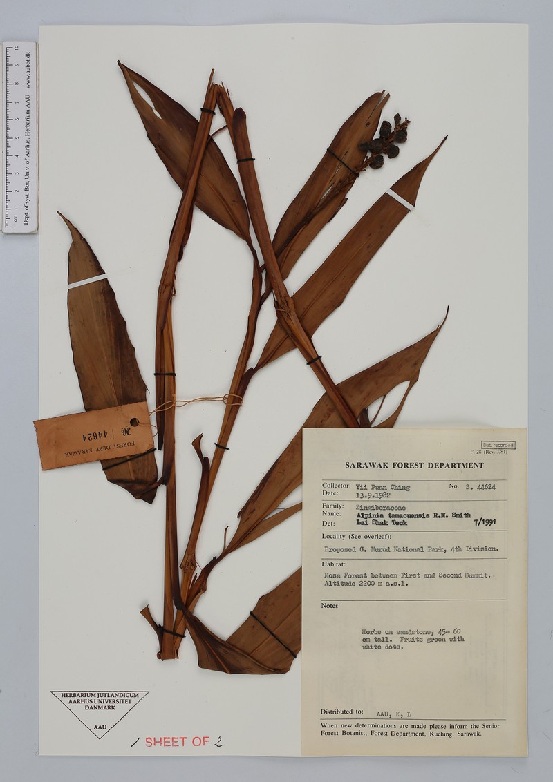 Alpinia tamacuensis
