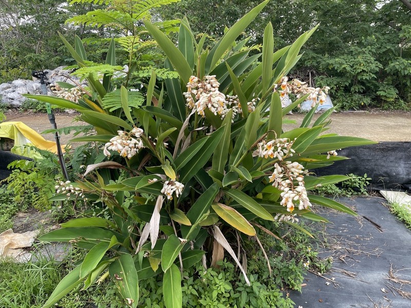 Alpinia tonrokuensis photo 2