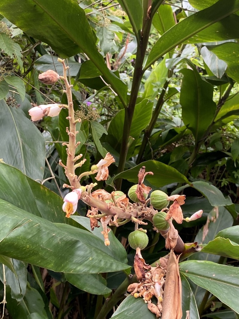 Alpinia tonrokuensis photo 3