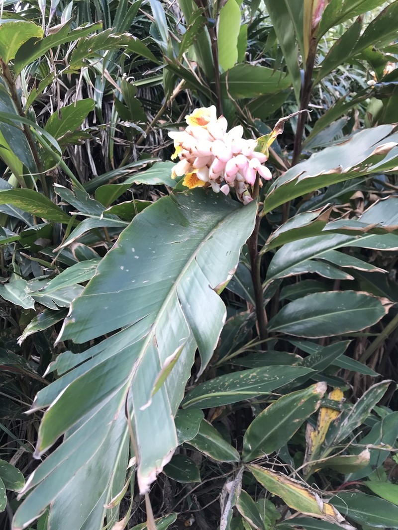 Alpinia tonrokuensis photo 4
