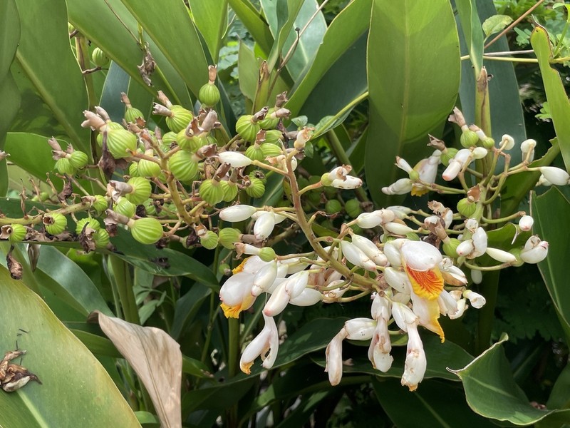 Alpinia tonrokuensis photo 5