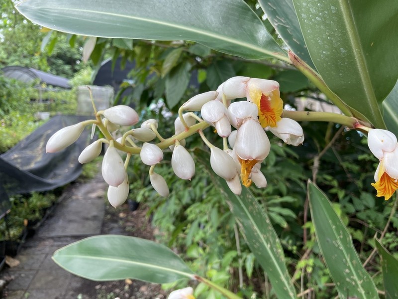 Alpinia tonrokuensis photo 6
