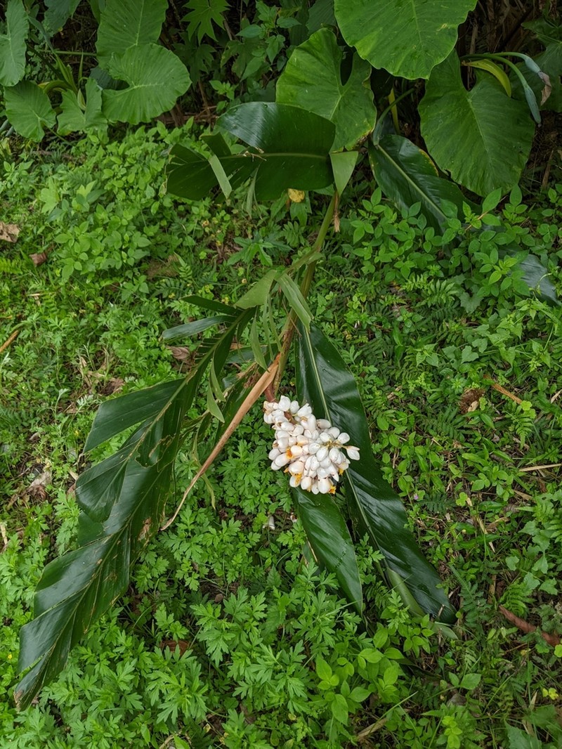 Alpinia tonrokuensis photo 7