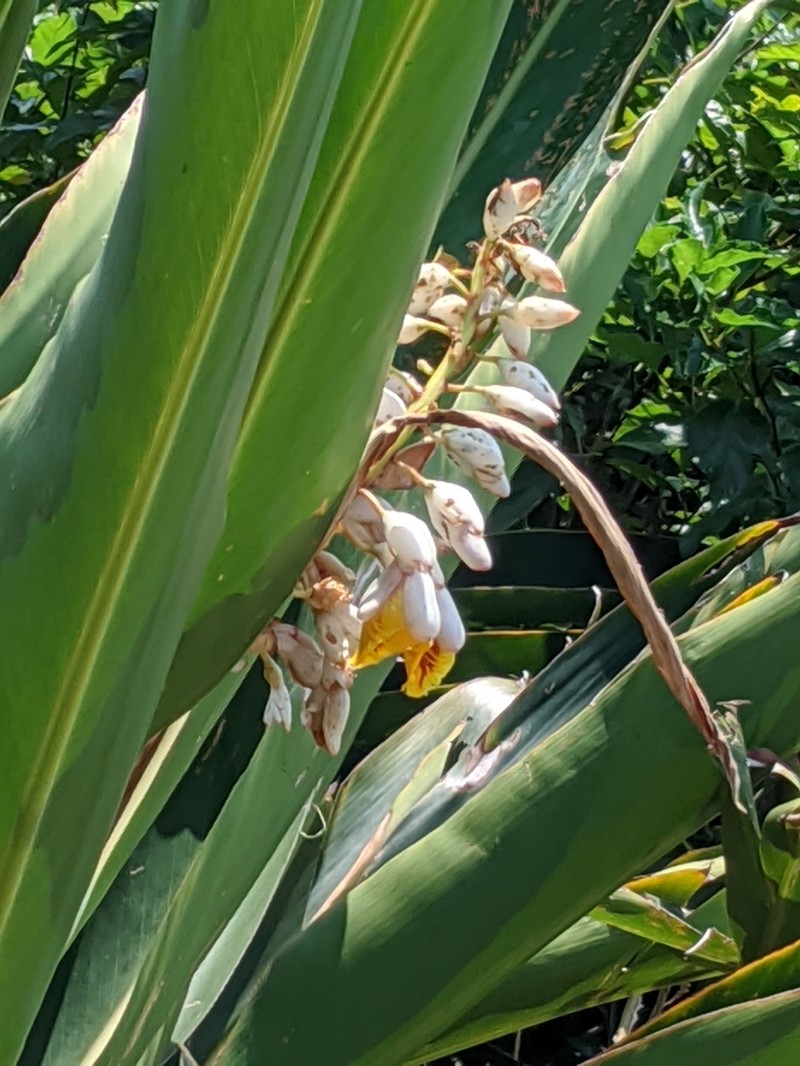 Alpinia tonrokuensis photo 8