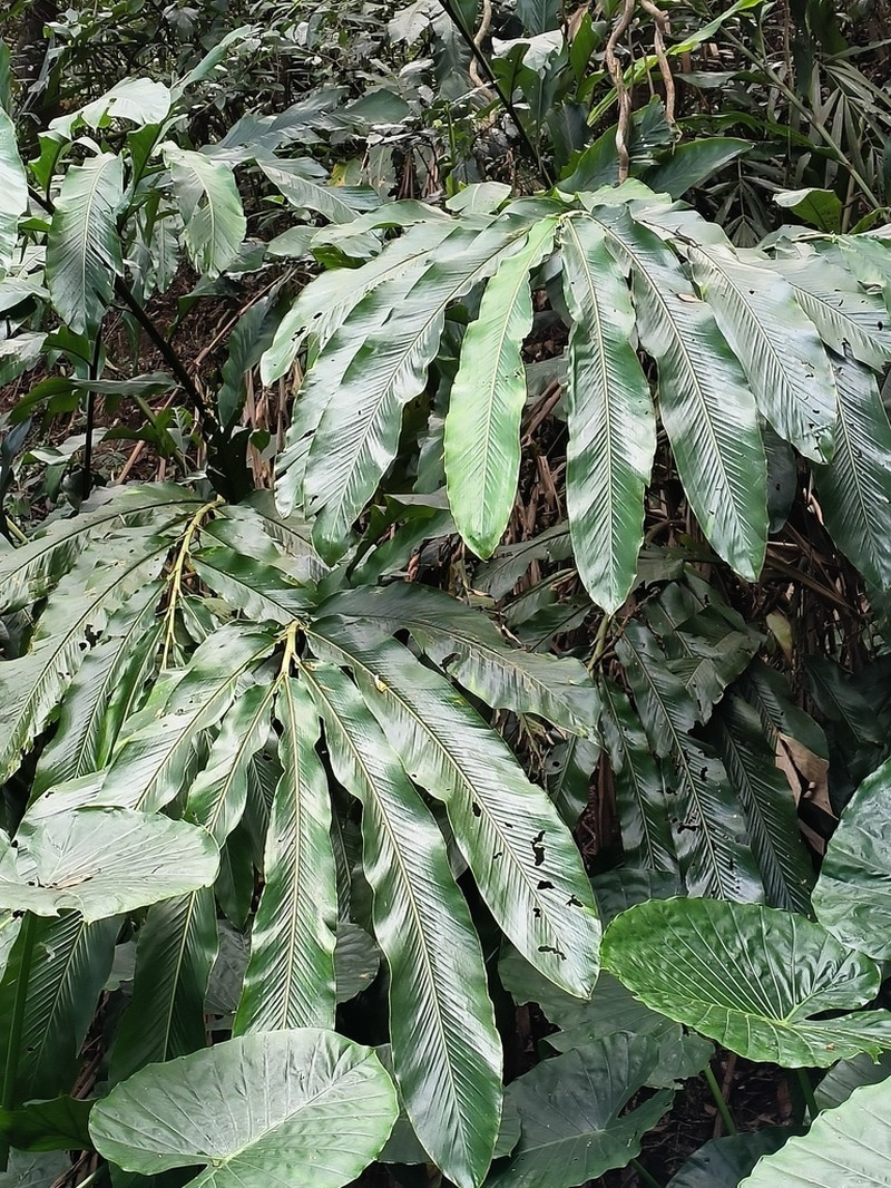 Alpinia uraiensis
