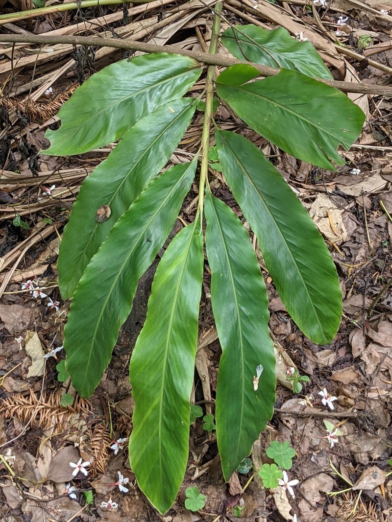 Alpinia uraiensis photo 2