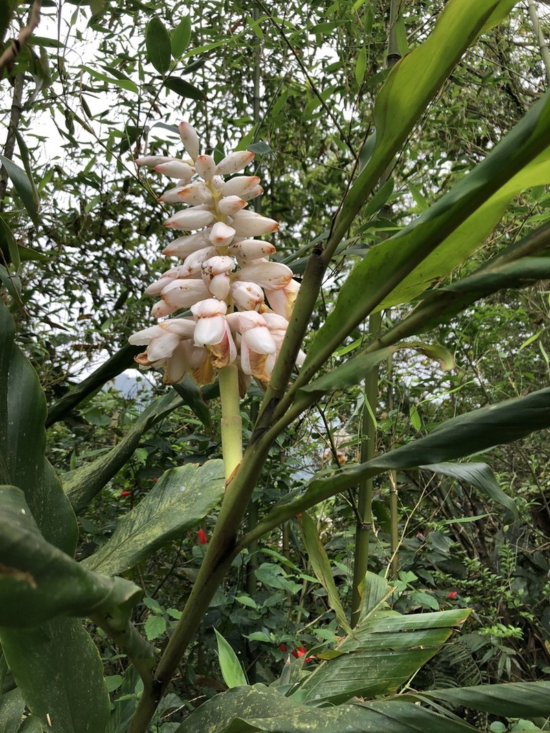 Alpinia uraiensis photo 3