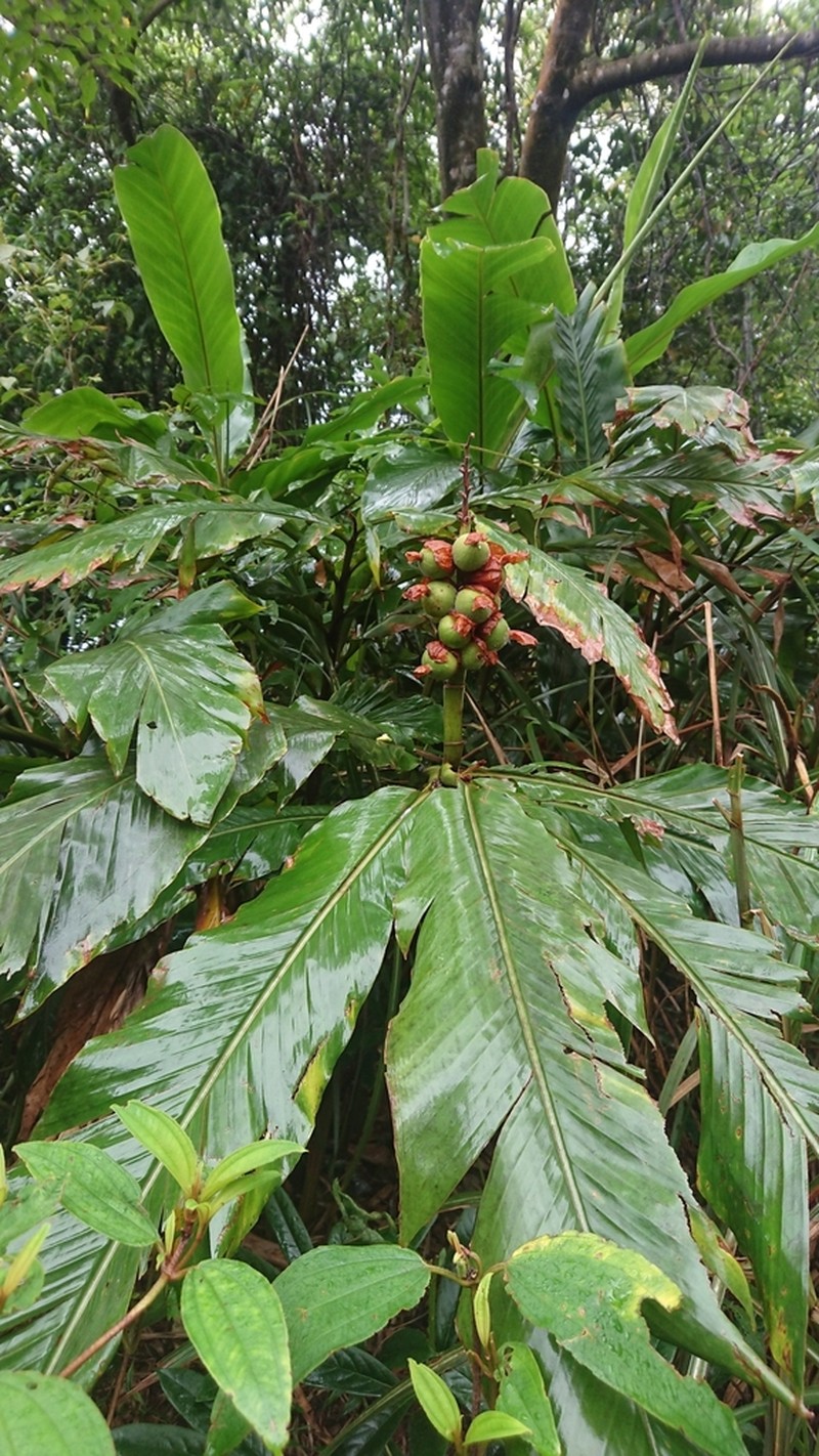Alpinia uraiensis photo 4