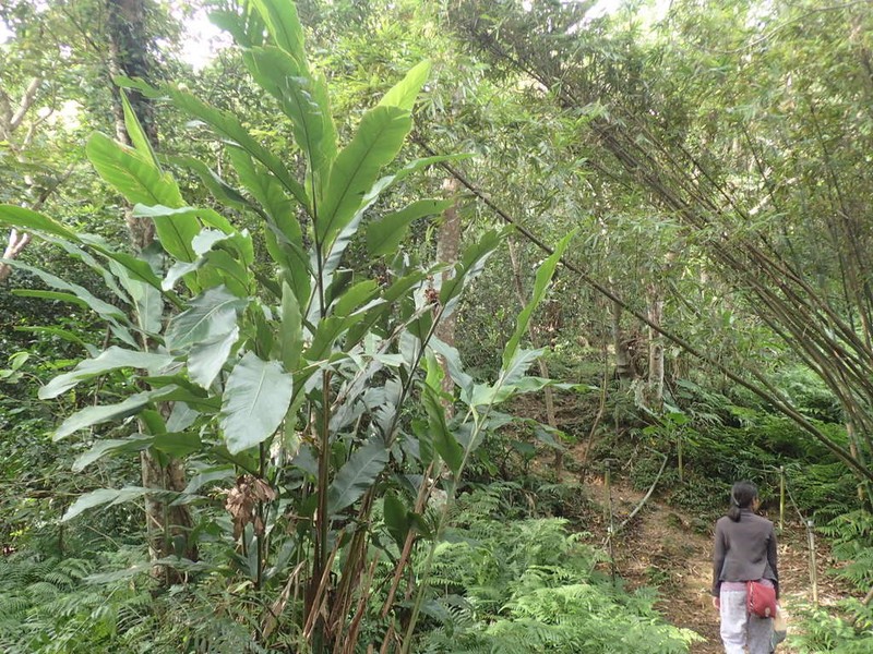 Alpinia uraiensis photo 5