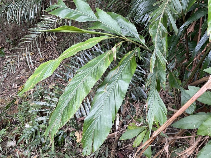 Alpinia uraiensis photo 6