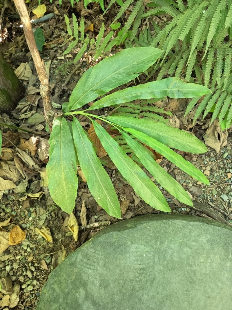 Alpinia uraiensis photo 7