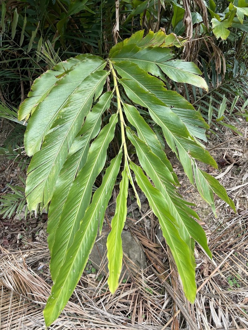 Alpinia uraiensis photo 8