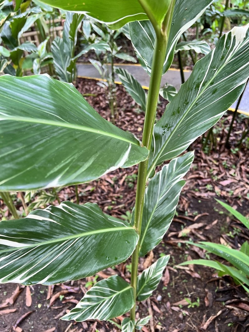 Alpinia vittata