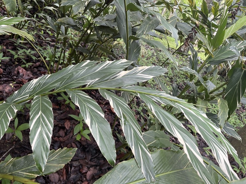Alpinia vittata photo 2