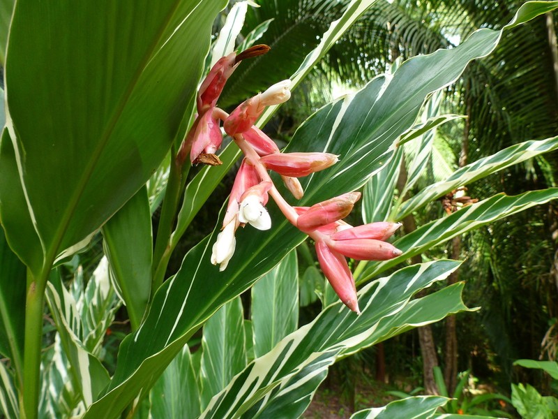 Alpinia vittata photo 3