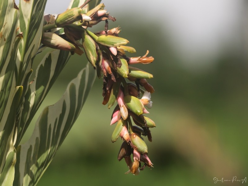 Alpinia vittata photo 4