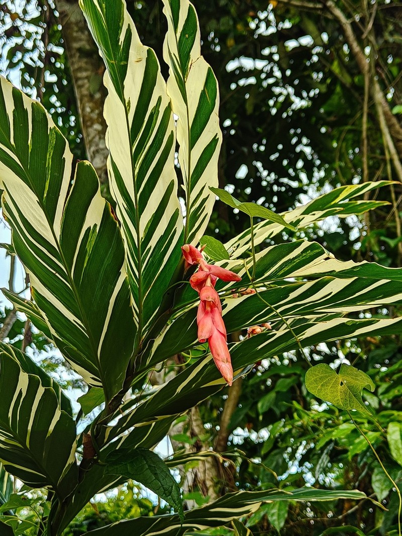 Alpinia vittata photo 5