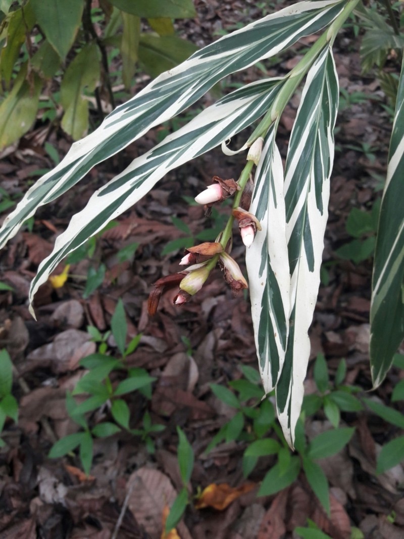 Alpinia vittata photo 6