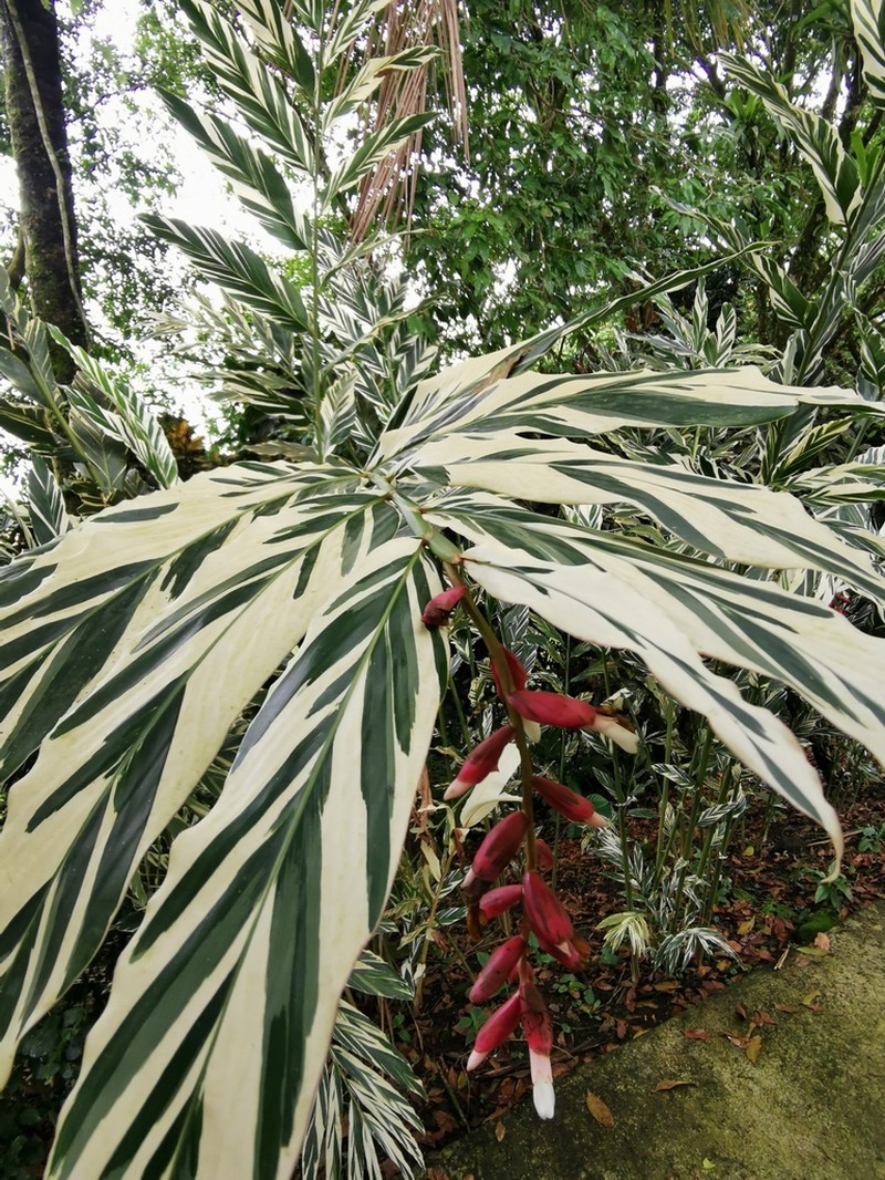 Alpinia vittata photo 7