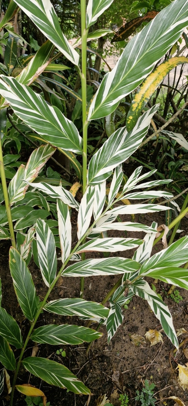 Alpinia vittata photo 8