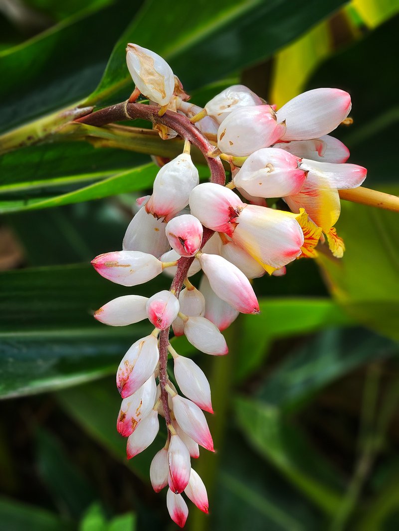 Shellplant photo 2