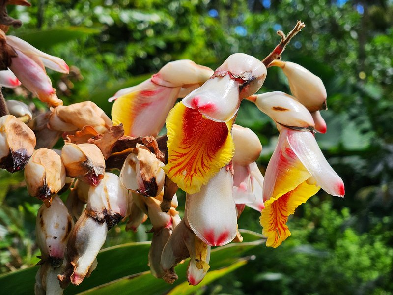 Shellplant photo 3