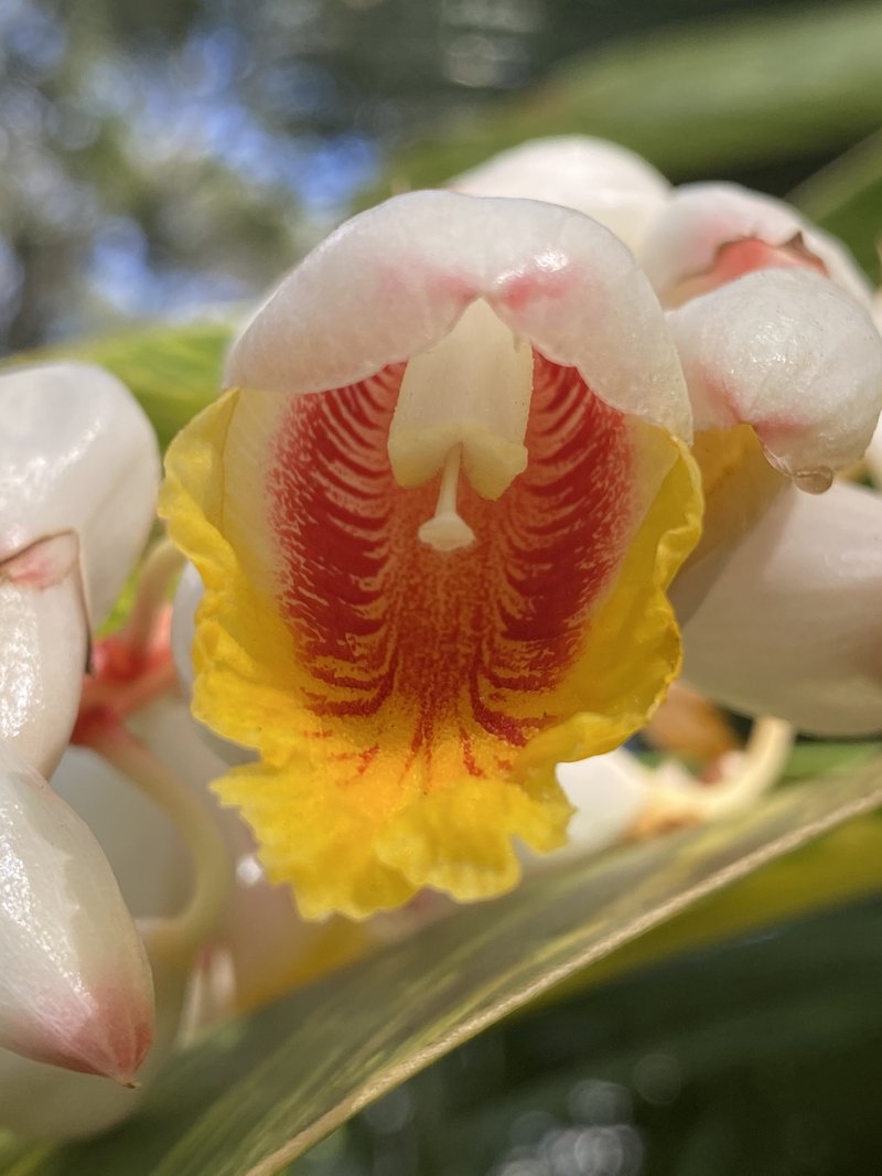 Shellplant photo 6