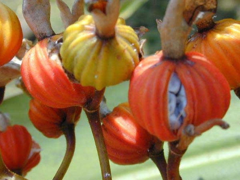 Shellplant photo 7