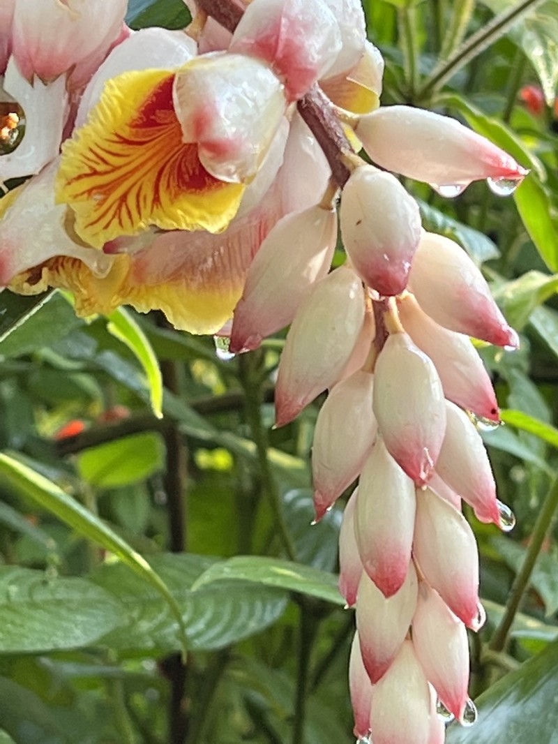 Shellplant photo 8