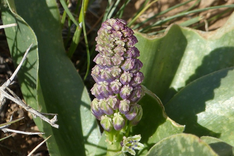 Alrawia bellii