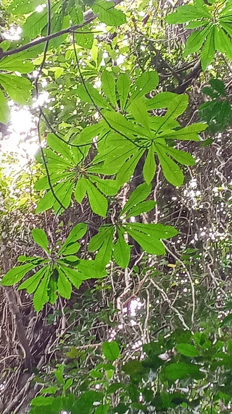 Alseis blackiana