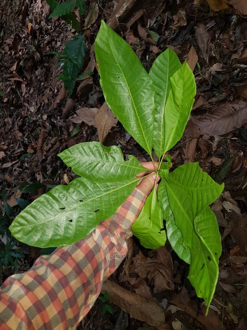 Alseis costaricensis