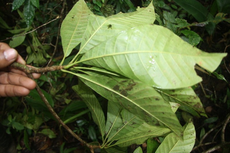 Alseis costaricensis photo 3