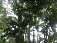Alseis eggersii