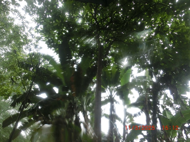 Alseis eggersii