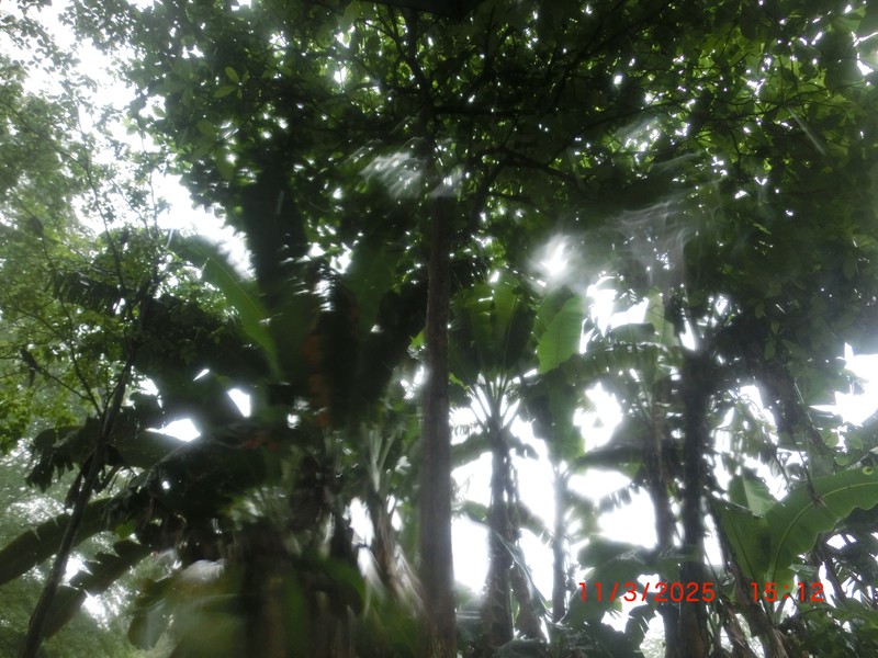 Alseis eggersii photo 2
