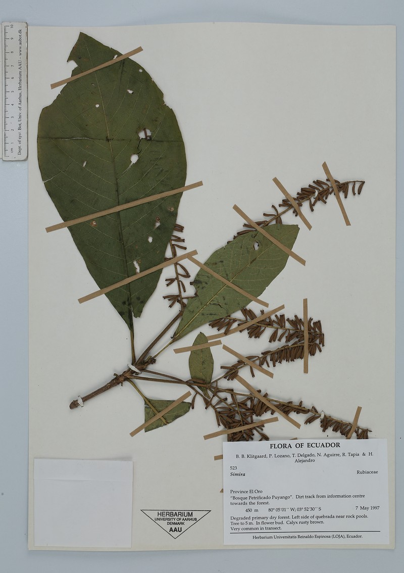 Alseis eggersii photo 3