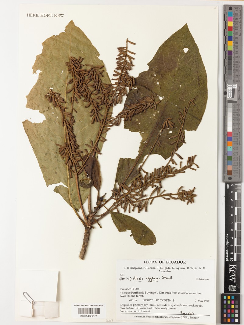 Alseis eggersii photo 4