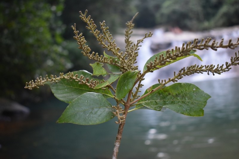 Alseis floribunda