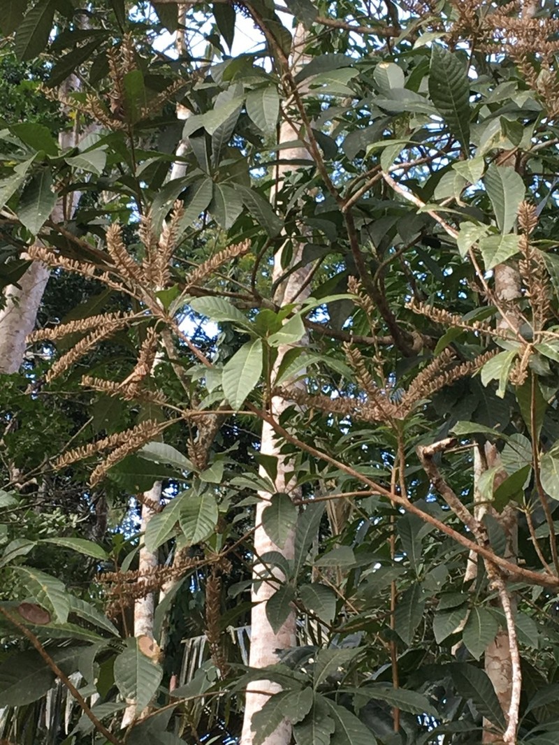 Alseis involuta