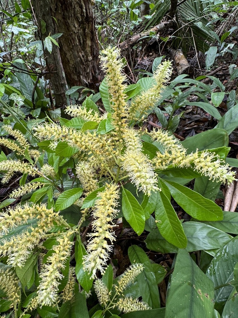 Alseis involuta photo 2