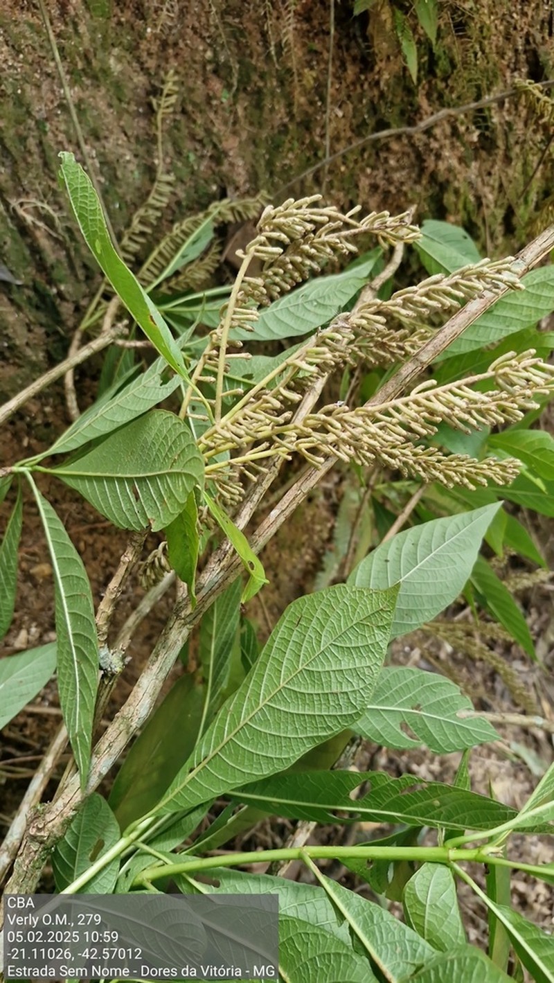 Alseis involuta photo 3