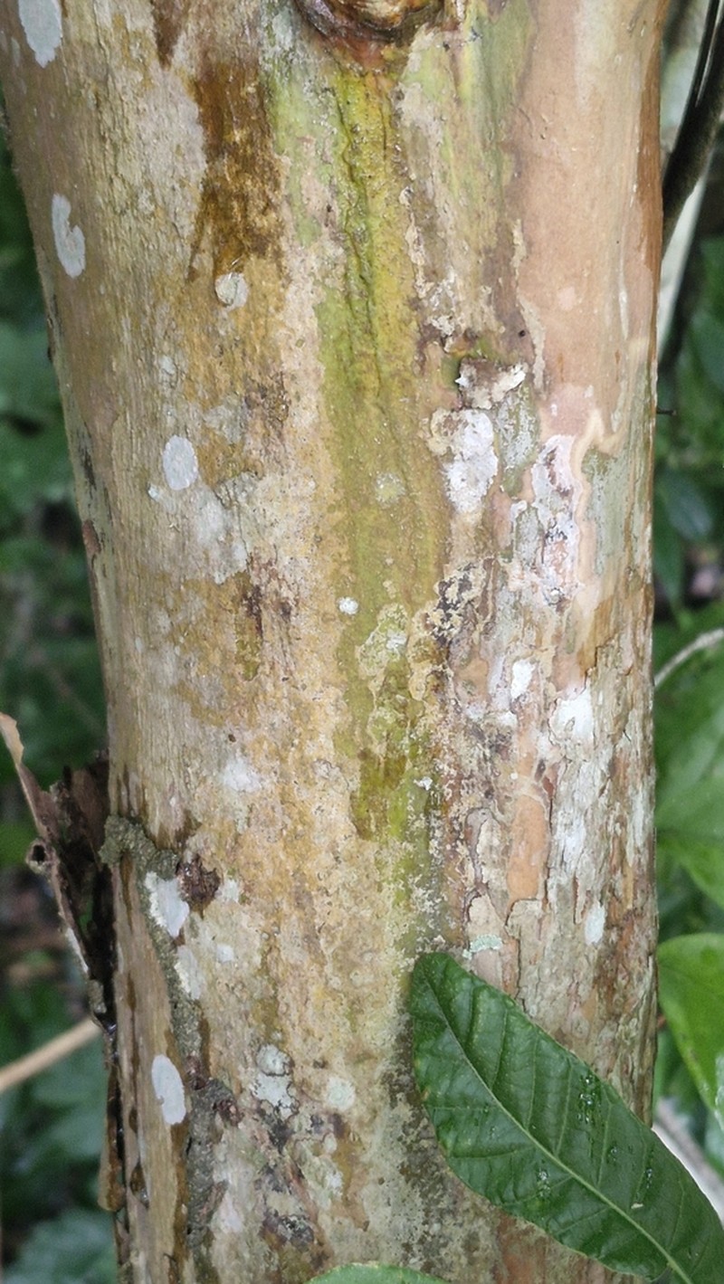 Alseis involuta photo 5