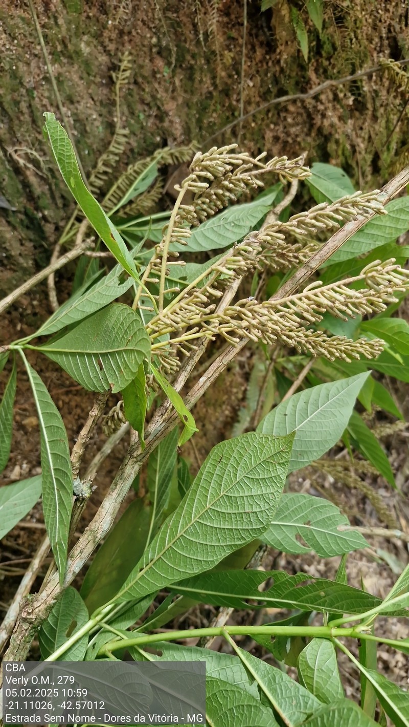 Alseis involuta photo 6