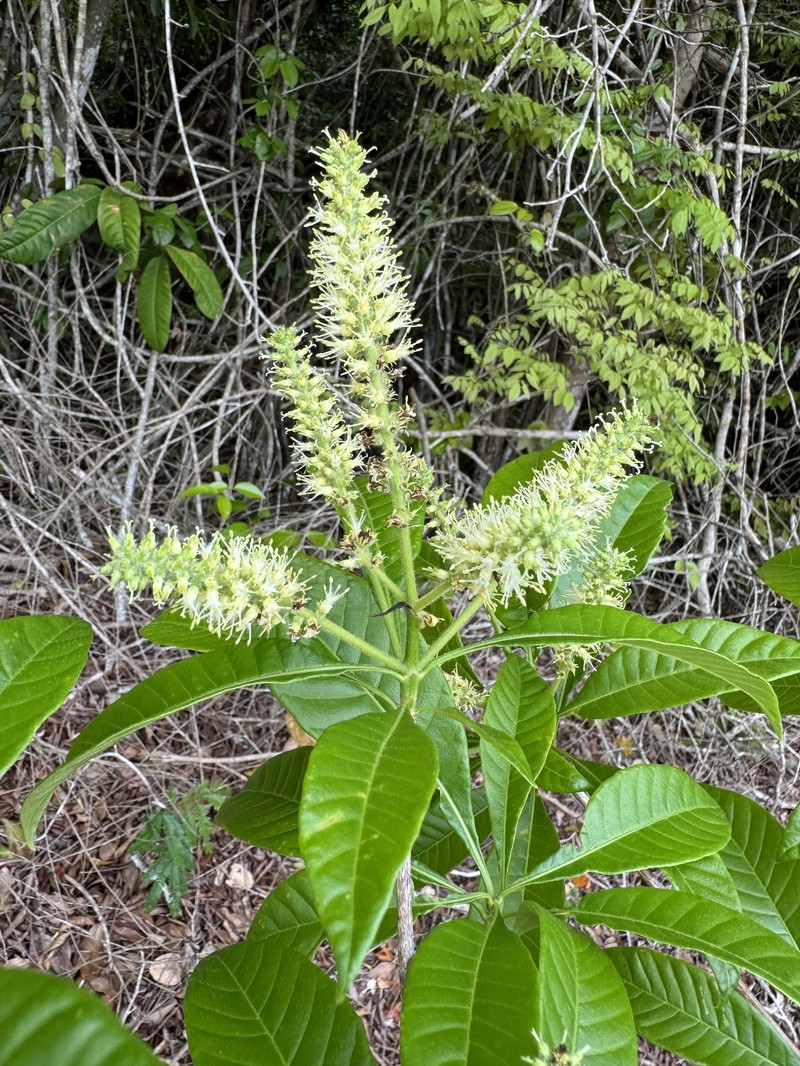 Alseis involuta photo 7